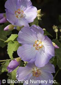 Abutilon vitifolium                     